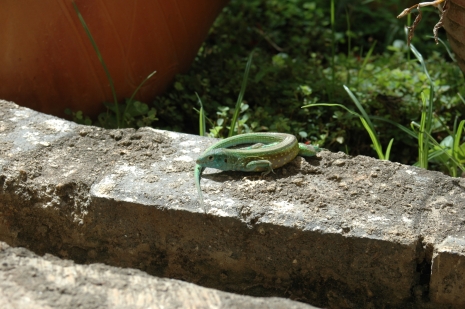 dsc_0341.JPG